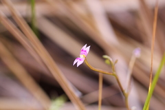 Stylidium fluminense