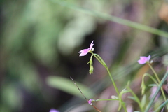 Stylidium fluminense