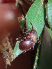 Rhipicephalus maculatus