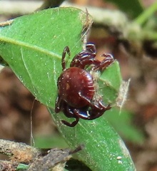 Rhipicephalus maculatus