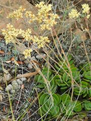 Crassula atropurpurea