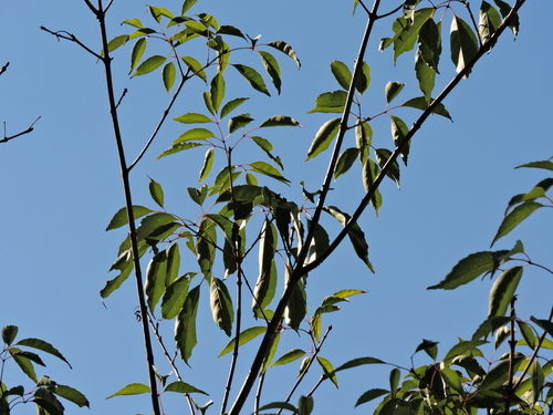 Image of Fraxinus insularis by (c) Jacy Chen, some rights reserved (CC BY)