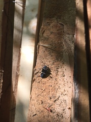 Calydon submetallicum