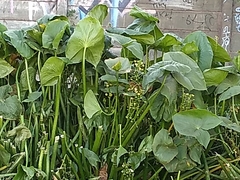 Sagittaria montevidensis