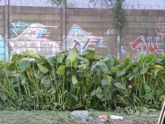 Sagittaria montevidensis