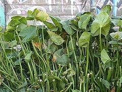 Sagittaria montevidensis