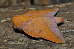 Adeloneivaia apicalis