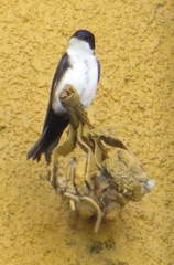 Pygochelidon cyanoleuca