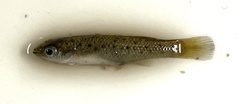 Fundulus pulvereus