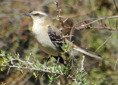 Mimus dorsalis