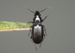 Pterostichus strenuus