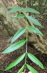 Wrightia natalensis