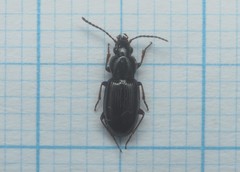 Pterostichus strenuus