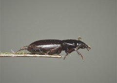 Pterostichus strenuus