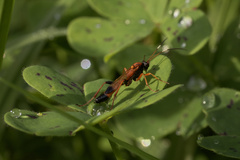 Ctenochares bicolorus