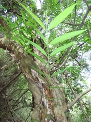 Wrightia natalensis