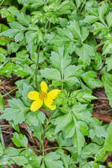 Bidens ostruthioides