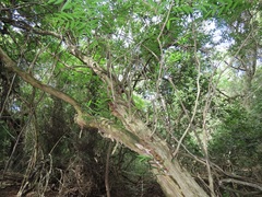 Wrightia natalensis