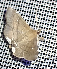 Gracilodes nysa