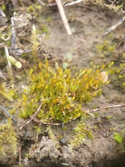 Tortula protobryoides