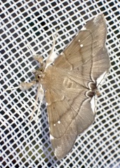 Gracilodes nysa