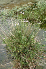 Cardamine raphanifolia