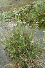 Cardamine raphanifolia