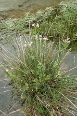 Cardamine raphanifolia