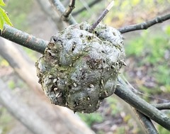 Callirhytis quercuscornigera