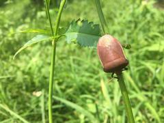 Basicryptus costalis