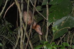 Didelphis marsupialis