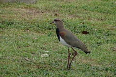 Vanellus chilensis