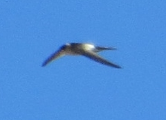 Aeronautes andecolus