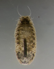 Syncassidina aestuaria