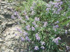Nepeta racemosa racemosa