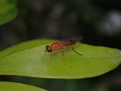 Ptectisargus ranohira