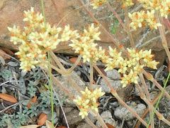 Crassula atropurpurea