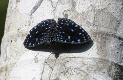 Hamadryas laodamia saurites