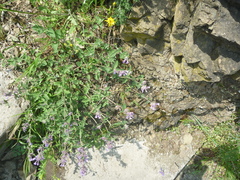 Nepeta racemosa racemosa