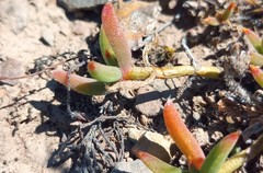 Trichodiadema gracile