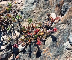 Trichodiadema gracile