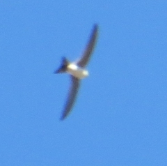 Aeronautes andecolus