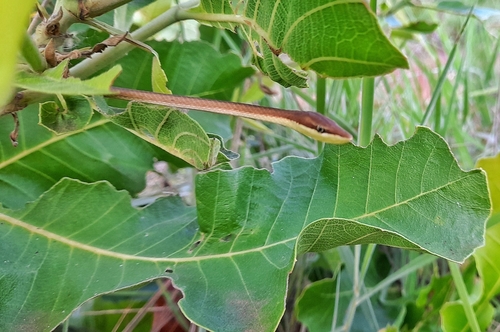 Rutherford's Vine Snake