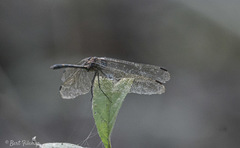 Dythemis sterilis