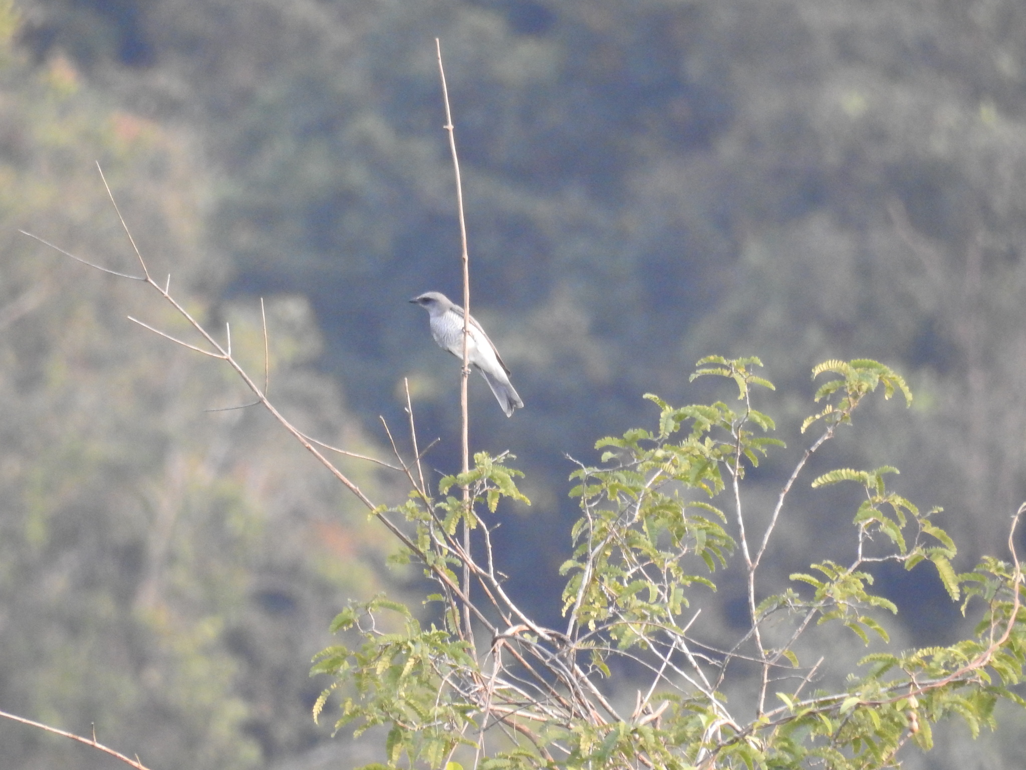 Indian Cuckooshrike