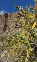 Buddleja tucumanensis
