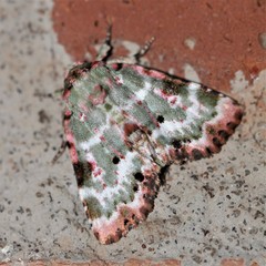 Chytonix splendens