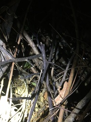 Rieppeleon kerstenii