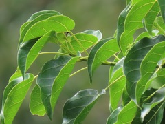 Ficus polita