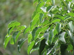 Ficus polita
